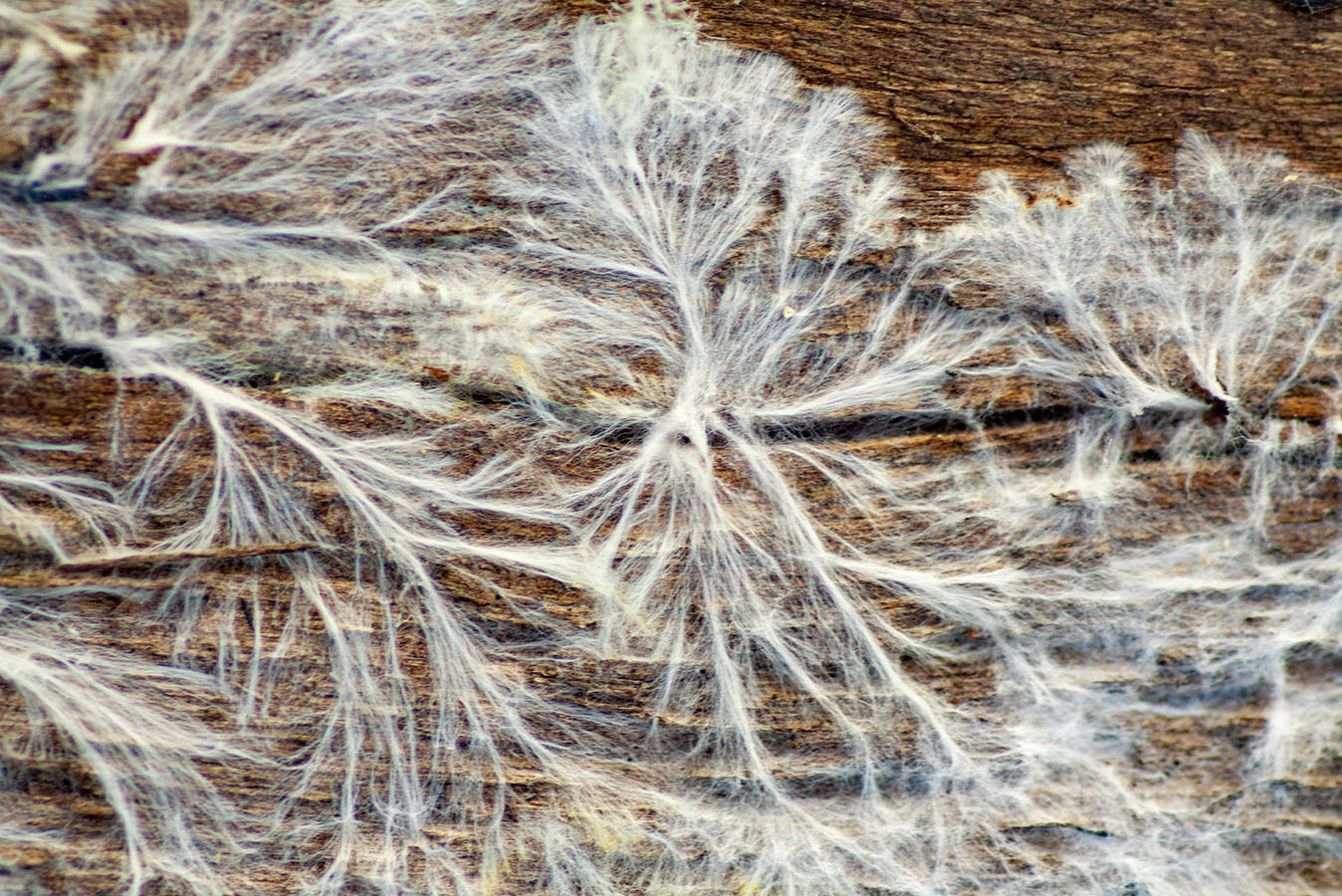 Bildergallerie - Bild 1: Weltraumaufnahme eines Nebels mit Filamentstruktur, Bild 2: Nahaufnahme eines weißen Pilzmyzels auf Holz, Bild 3: Eingefärbte Mikroskopaufnahme einer Zelle mit Mikrofilamenten, Bild 4: Netzstruktur aus weißen Fadenstrukturen